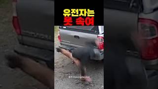 유전자는 못 속여