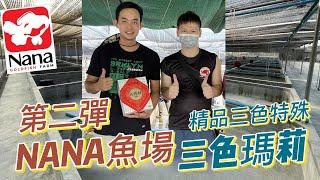 中國風金魚【泰國漁場第2集NANA魚場發現許多精品三色瑪莉】大塊頭櫻花蘭壽三色泰獅