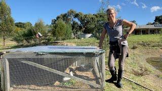 A Day with  Chickens and Ducks on my Permaculture Farm