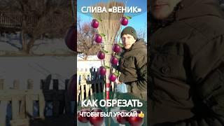 #обрезкасливы #обрезкадеревьев #обрезкасада #весеняяобрезкадеревьев #когдаобрезатьдеревья #сад