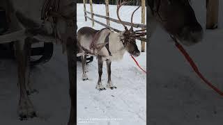 Rhiendeer ride, lapland, levi,finland #finland