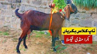 Top Class Nagra Beetal Goats Bacho Wali Bakriyan | Bakra Mandi Taxila Latest Update 23 December 2022