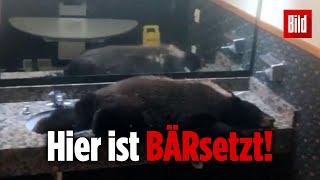 Schwarzbär nutzt Waschräume eines Hotel-Restaurants