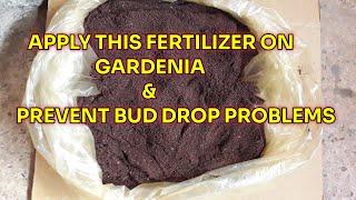 APPLY THIS POWERFUL FERTILIZER ON GARDENIA AND PREVENT BUD DROPPING PROBLEMS