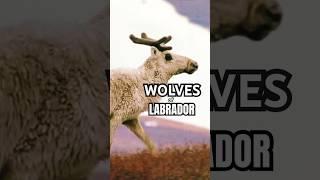 Mountain Caribou Evade Labrador Wolf Predation  Migrating North to Calving Grounds | Canada Wild 