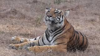 Kabini Tiger