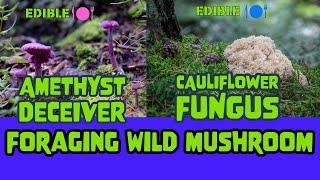 LIBRENG KAKAIBANG KABUTE SA GUBAT NANG UK!!! AMETHYST DECEIVER! CAULIFLOWER FUNGUS! #wildmushrooms