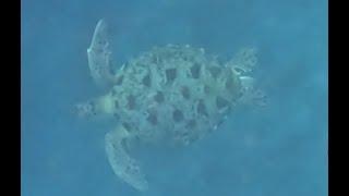 A sea turtle hunts. Морская черепаха охотится. #fishing #море #ocean #gopro #dji