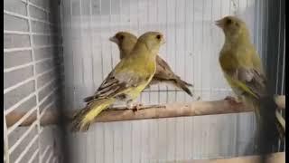 Mutation European greenfinch