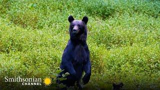 A Female Bear Tries to Fend off an Aggressive Male Bear  Carpathian Predators | Smithsonian Channel