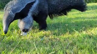 Baby Giant Anteater, playing in the lawn!