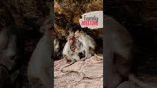 Family Meeting... | Bonnet Macaque Monkey