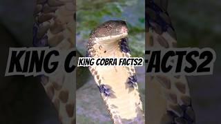 King Cobra2|Animal Facts #animals #wildlife #kingcobra #shortsfeed #fyp #didyouknow #ytshots #exotic