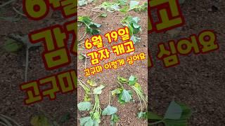 6월 19일 감자 캐고 고구마 이렇게 심어요. #shorts