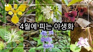 금성쟁이에 4월에피는 야생화를 소개합니다.