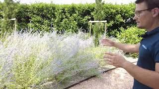 LAVANDA in giardino? Prova questa! PEROWSKIA,è più resistente e fiorita!