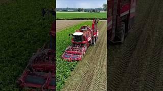 Grimme Rexor  #harvest #agriculture #farming #tractor #landwirtschaft @FlyingPixelsPhotography