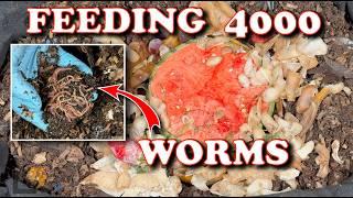 Feeding Frenzy: 4,000 Compost Worms Devour Coffee & Food Scraps! | Vermicompost Worm Farm