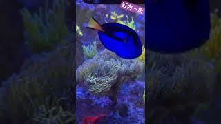 Under the sea #reeftank #reefkeeping #reef2reef #reefkeeper #coral #lpscorals #torchcoral