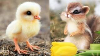 AWW Animals SOO Cute! Cute baby animals Videos Compilation cute moment of the animals #6