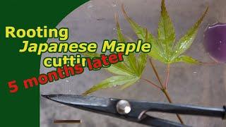 Follow-up on "Rooting Japanese Maple Cuttings" | End of season quick Update