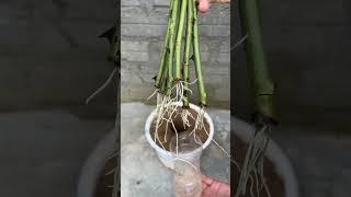 How to take cuttings of roses in the country