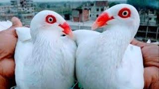 Best Fancy Pigeon Breeds | World Unique Amazing Pigeons videos | Fancy Pigeon Loft