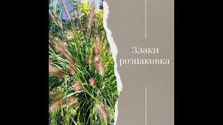 ЦЕ ПОТРІБНО БАЧИТИ!!!ОГЛЯД  ЗЛАКІВ З РОЗПЛІДНИКА НА КИЇВЩИНІ.