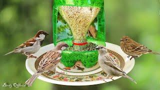 How To Make A Bird Feeder | DIY Homemade Plastic Bottle Bird Feeder