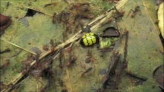 Pleasing fungus beetle vs army ants!