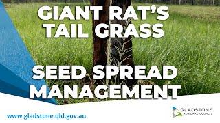 Giant Rat's Tail Grass | Seed spread and other management options