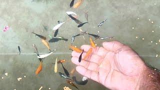 Molly & Guppy fish feeding | Hand feeding | Natural colour fish tank on the roof