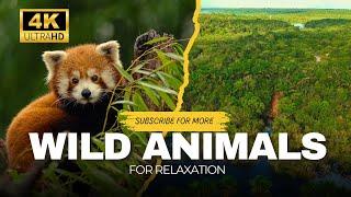 Wild Life Animals 4K Video For Relaxation