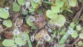 Water Droplet on the Spider Net #Flora #Fauna #Nature #Video #YoutubeVideo #YTVideo #WaterDroplet