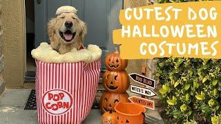 5 Cutest Dog Halloween Costumes from Target 2020