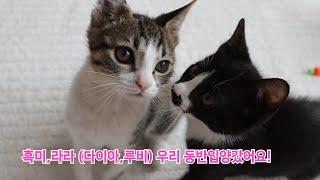 컨테이너아래에서 구조한 라라, 유기묘엄마에게서 태어난 흑미가 동반입양갔어요! / Two baby kittens who met their families after rescue.