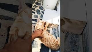 Cute cat  #shortvideo #shorts #cat