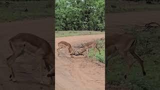 Intense Sparring Contest Impala Rams Lock Horns in Kruger Park #wildlife #krugersafari #safari