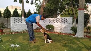 How To Train Dogs Command Namaste