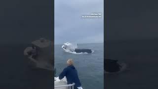 Portsmouth Harbor Whale * Whale Capsizes Boat * Whale Lands on Boat