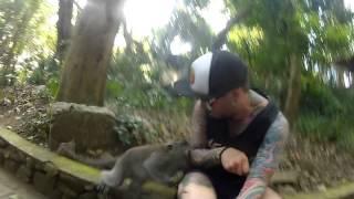 Monkey Bite - Monkey Forest UBUD Bali