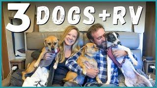 RV Life with Dogs: Must Haves + How We Make it Work Full-Time RVing! | Newstates in the States