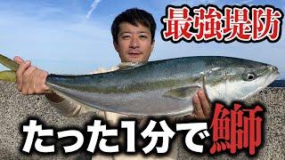 【山口鰤釣り遠征】アジ1匹を1分泳がせただけでブリ！青物連発の最強堤防を攻略 泳がせ釣りの底力