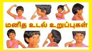 மனித உடல் உறுப்புகள்| Learn body parts name in Tamil for kids and children - Tamilarasi