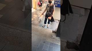 Shiba Inuしばいぬ白柴犬momoda哈褪色的巧克力^~^