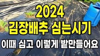 2024 김장배추 심는시기 꼭 이때 심고 이렇게 밭만들어요