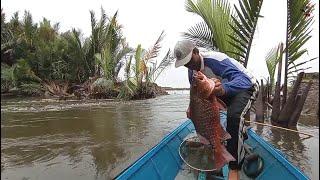 This is the biggest Mangrove Jack fish while I was fishing for bamboo rods #Fishing for bamboo rods