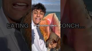 RARE QUEEN CONCH