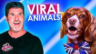 VIRAL Animals With AMAZING Talent