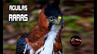 LAS AGUILAS MAS RARAS DEL MUNDO